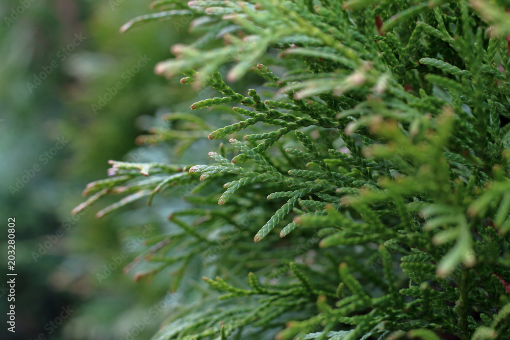 Branches of a coniferous tree, macro photography, a branch of the cypress Branches of a coniferous tree, macro photography, a branch of the cypress