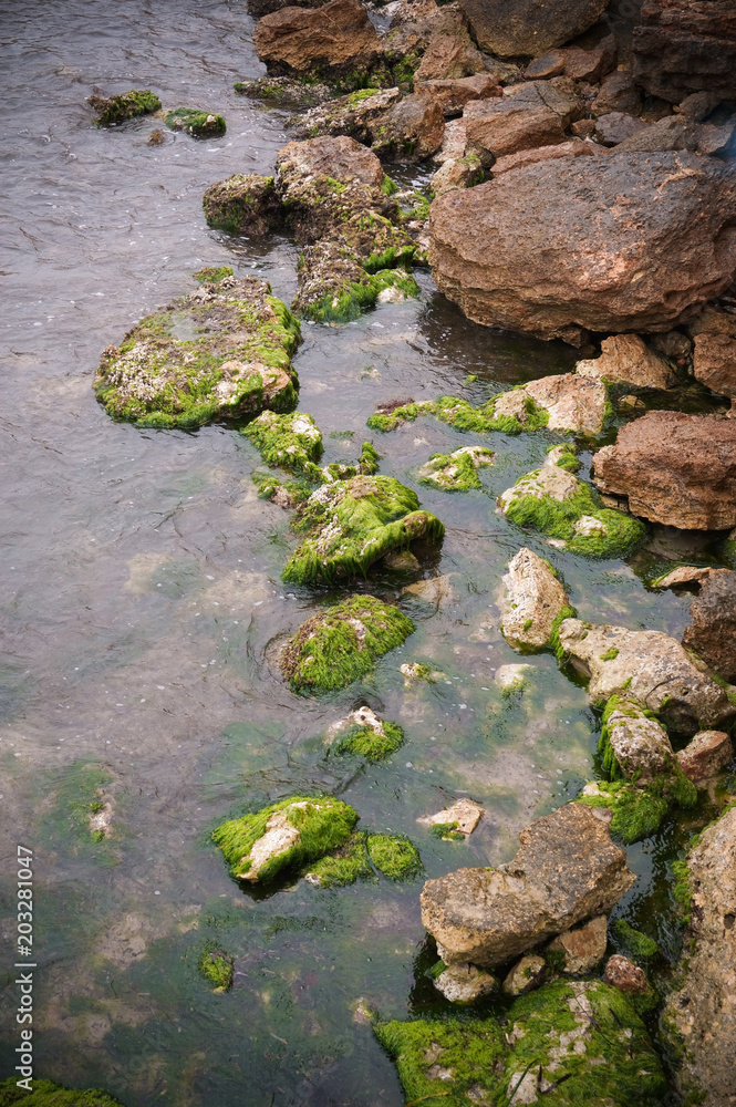 Rocky beach covered algae in dark colors Rocky beach covered algae in dark colors