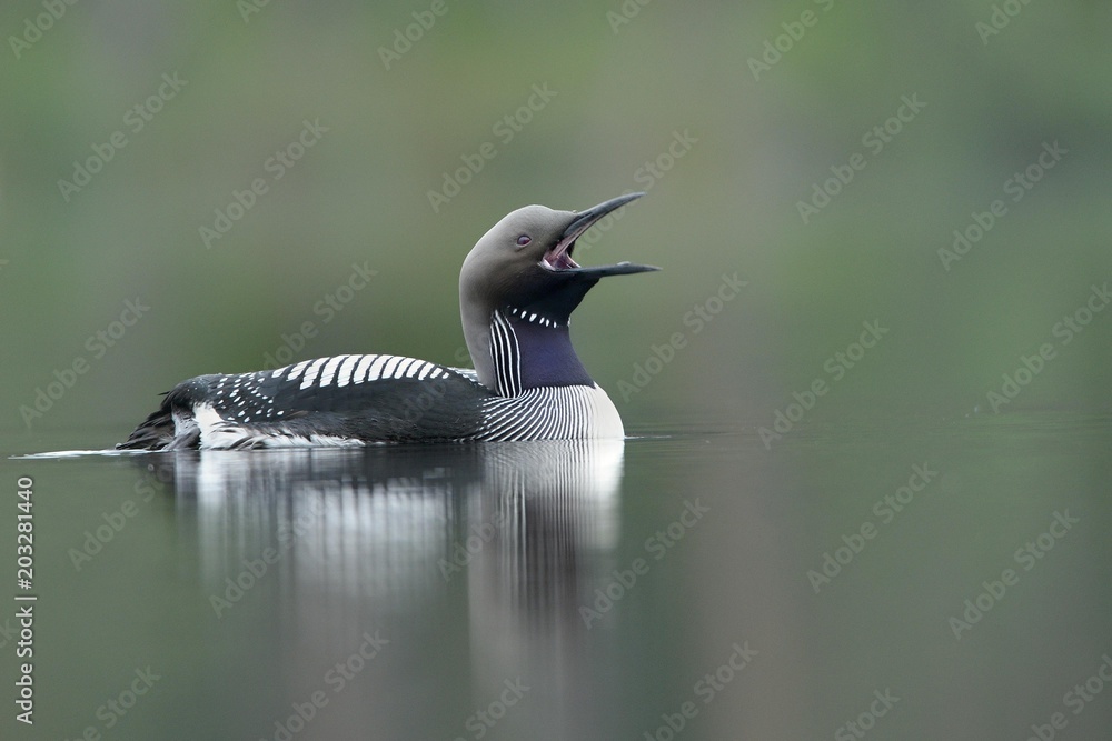 Obraz premium The black-throated loon (Gavia arctica), also known as the Arctic loon and the black-throated diver, is a migratory aquatic bird found in the northern hemisphere