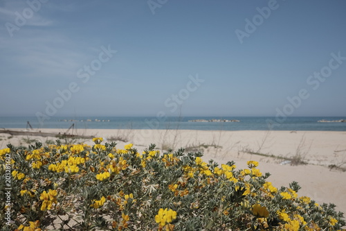 Obraz na płótnie beach with pinewood and dunes in molise