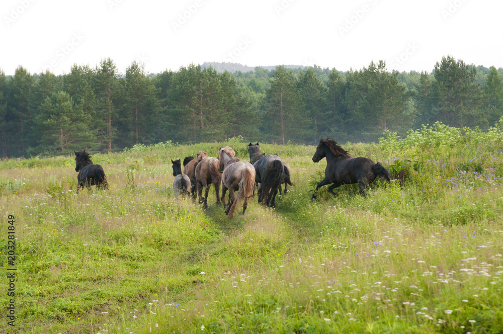 Beautiful horses on a meadow in the forest