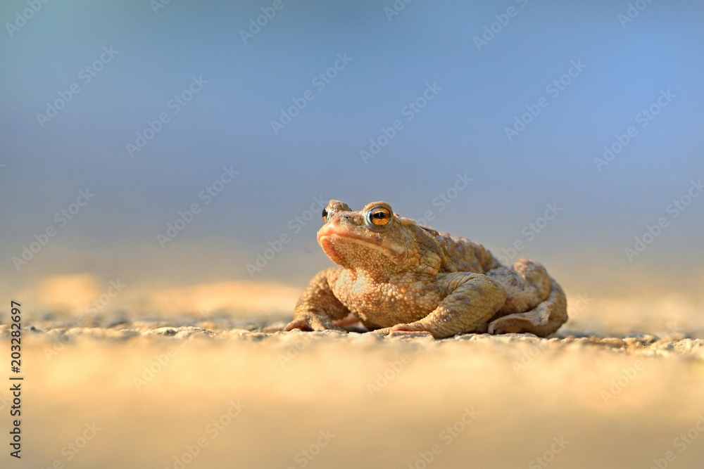 Obraz premium Bufo bufo the common toad, European toad, or in Anglophone parts of Europe, simply the toad is an amphibian found throughout most of Europe, collision, car, dangerous. In the garden frog.