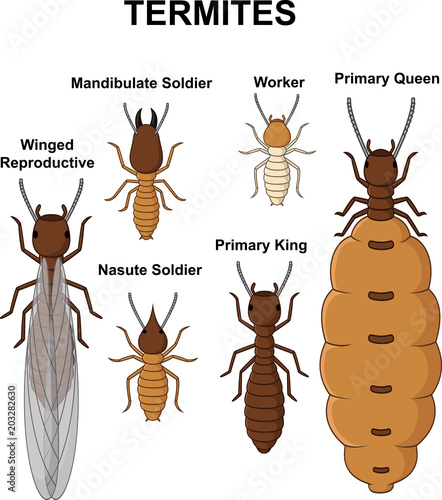 Cartoon type of termites collection set