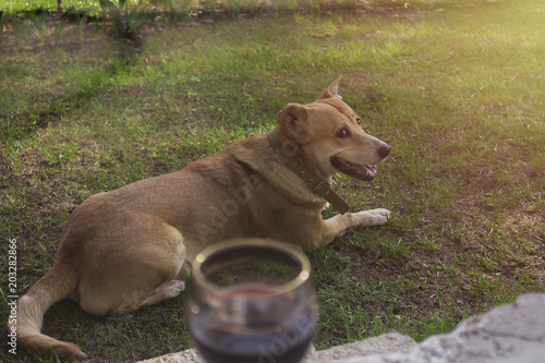 dog lying at the lawn with a vineglass