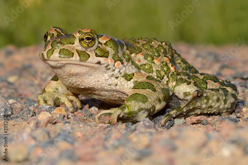 The European green toad (Bufotes viridis) is a species of toad found in steppes, mountainous areas, semi-deserts, urban areas and other habitats in mainland Europe photo