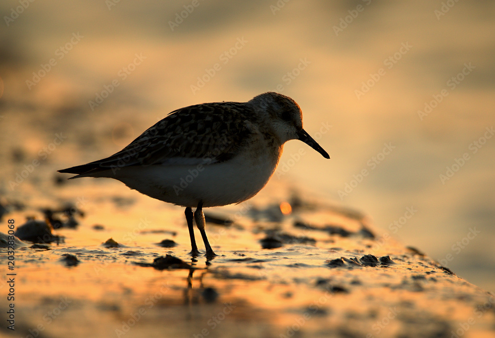 Obraz premium The sanderling (Calidris alba) is a small wading bird. It is a circumpolar Arctic breeder, and is a long-distance migrant, wintering south. Bird and waterfall. Drop od water