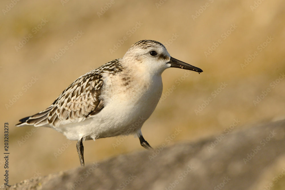 The dunlin (Calidris alpina) is a small wader, sometimes separated with the other The dunlin (Calidris alpina) is a small wader, sometimes separated with the other
