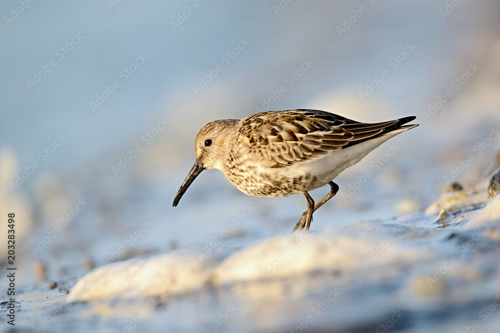 Fototapeta premium The dunlin (Calidris alpina) is a small wader, sometimes separated with the other 