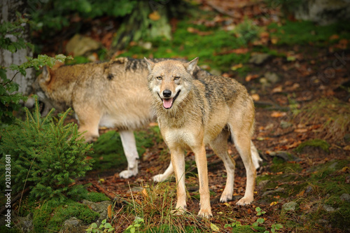 The gray wolf or grey wolf (Canis lupus). Widllife in the north.  © Michal