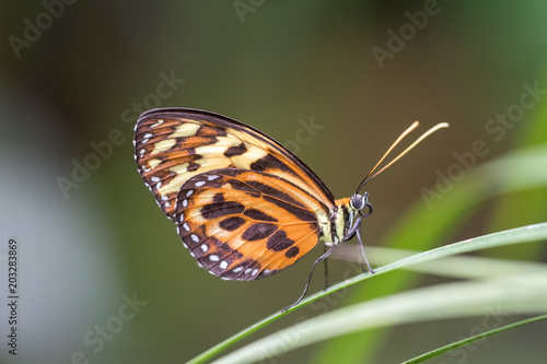 Schmetterling vor unscharfem Hintergrund