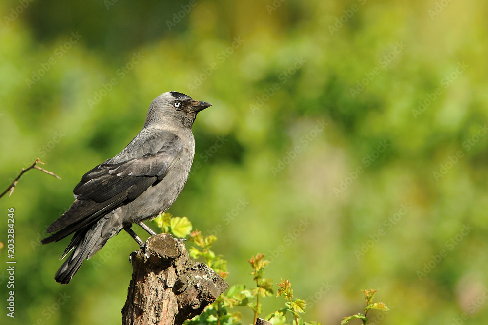 The western jackdaw (Coloeus monedula), also known as the Eurasian jackdaw, European jackdaw, or simply jackdaw, is a passerine bird in the crow family. Found across Europe. The western jackdaw (Coloeus monedula), also known as the Eurasian jackdaw, European jackdaw, or simply jackdaw, is a passerine bird in the crow family. Found across Europe.