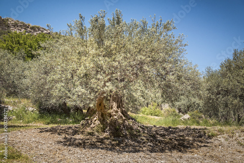 Billede på lærred olive trees in Sicily area of Syracuse