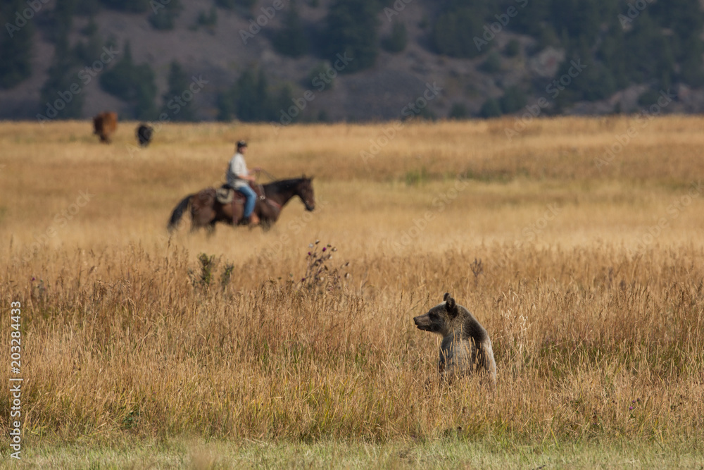 Grizzly Bear and Rancher on Horseback in Montana Grizzly Bear and Rancher on Horseback in Montana