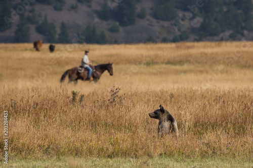 Grizzly Bear and Rancher on Horseback in Montana