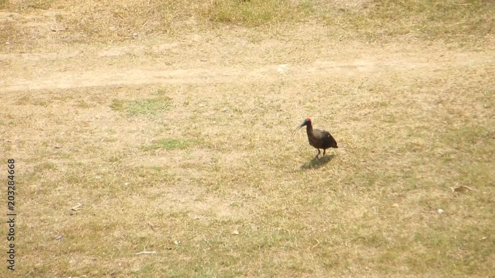 Red-naped ibis looking for something and taking flight away flying in the grass ground HD video footage Red-naped ibis looking for something and taking flight away flying in the grass ground HD video footage