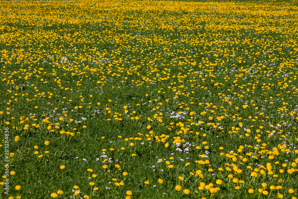 Fototapeta premium spring flowers in Germany
