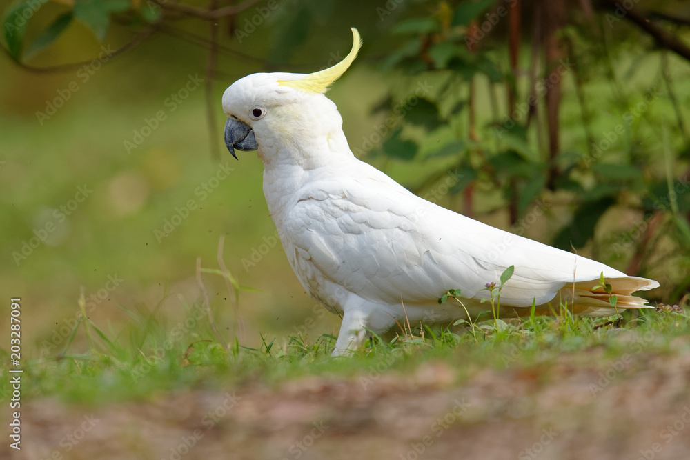 The sulphur-crested cockatoo (Cacatua galerita) is a relatively large white cockatoo found in wooded habitats in Australia and New Guinea and some of the islands of Indonesia. Tasmania