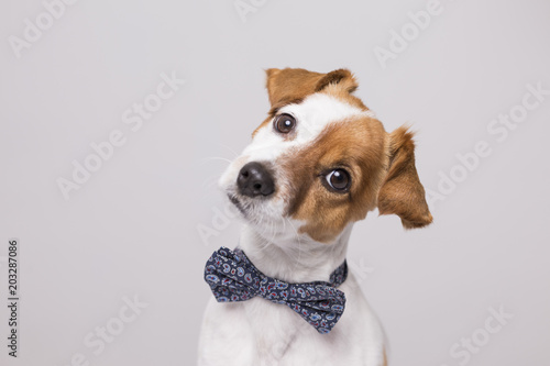 cute young small white dog wearing a modern bowtie. Sitting on the wood floor and looking at the camera.White background. Pets indoors
