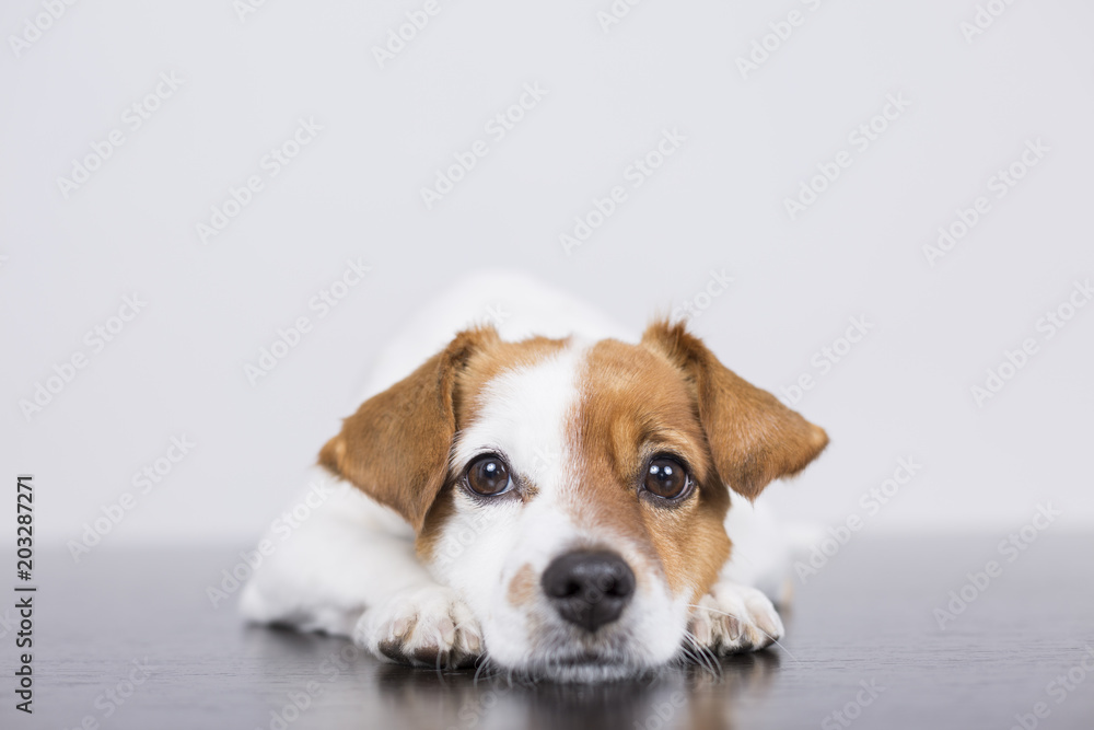 portrait of a cute young small dog lying on the white wood floor, resting and looking at the camera. Pets indoors