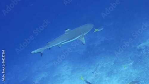 Wallpaper Mural Blacktip reef shark swimming in a current and hunting over coral reef Torontodigital.ca
