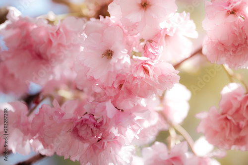 Cherry Blossom trees  Nature and Spring time background. Pink Sakura flowers