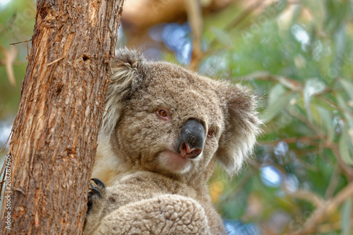 Fototapeta Naklejka Na Ścianę i Meble -  The koala (Phascolarctos cinereus, or, inaccurately, koala bear) is an arboreal herbivorous marsupial native to Australia