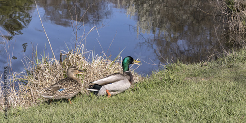 Male and female mallard out for a stroll. 