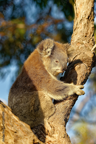The koala (Phascolarctos cinereus, or, inaccurately, koala bear) is an arboreal herbivorous marsupial native to Australia