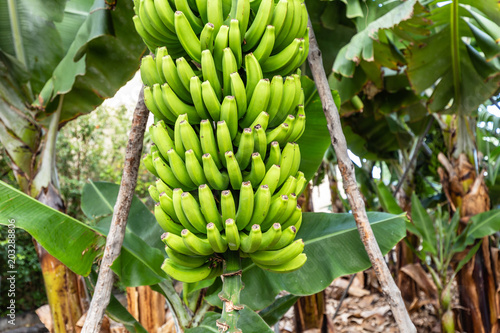 La Palma - Bananenstaude in San Andres