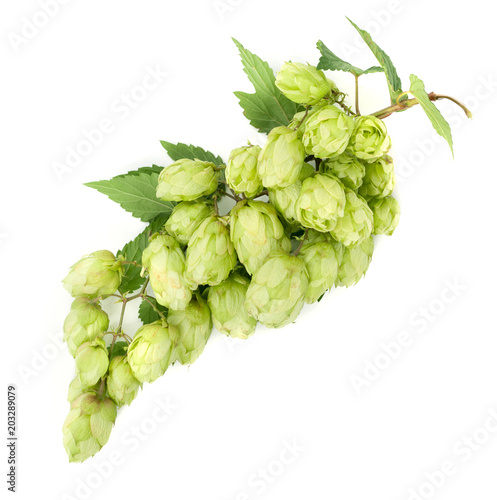 Branch of hop on white background