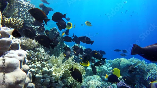 Wallpaper Mural Coral reefs and tropical fish. Beautiful tropical fish and coral reef. Torontodigital.ca