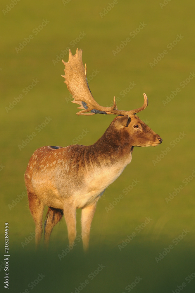 The fallow deer (Dama dama) is a ruminant mammal belonging to the family Cervidae. Rain; game farm, green background. In the fight The fallow deer (Dama dama) is a ruminant mammal belonging to the family Cervidae. Rain; game farm, green background. In the fight