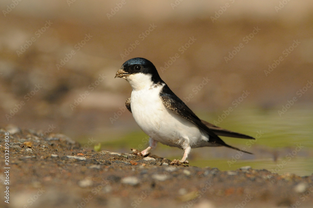The common house martin (Delichon urbicum), sometimes called the northern house martin, nest building, mud, clay, company, spring