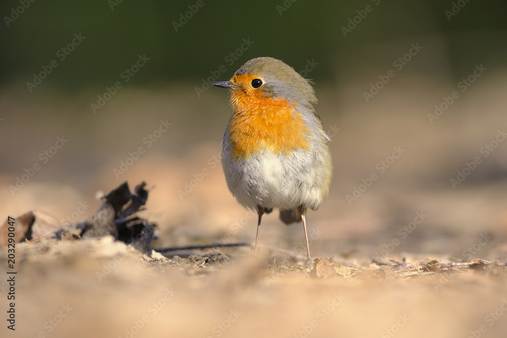 The European robin Erithacus rubecula in the spring The European robin Erithacus rubecula in the spring