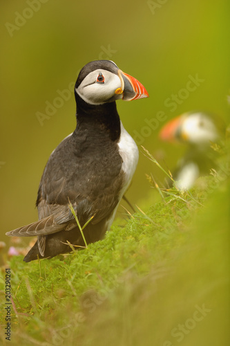 The Atlantic puffin (Fratercula arctica) is a species of seabird in the auk family. © Michal