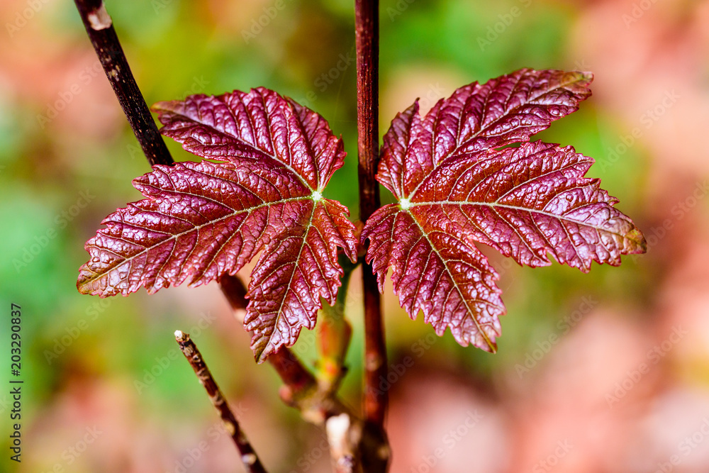 Two fresh crimson leaves of a decorative red maple Two fresh crimson leaves of a decorative red maple