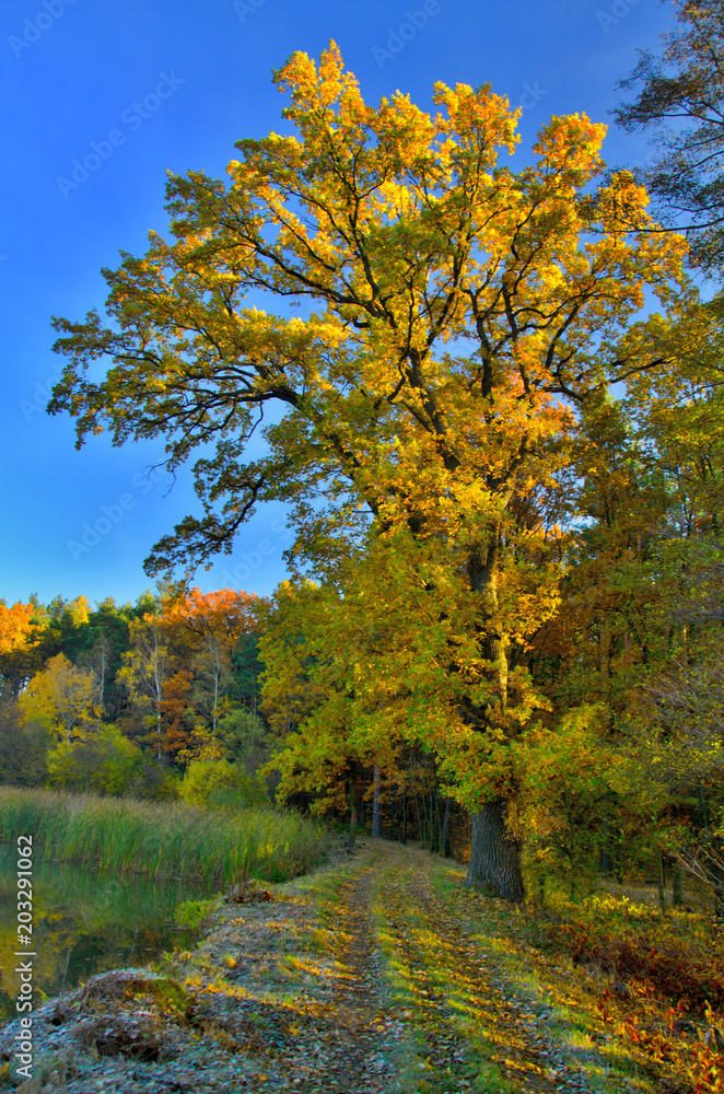 Fototapeta premium Autumn trees. Country side. Pond.