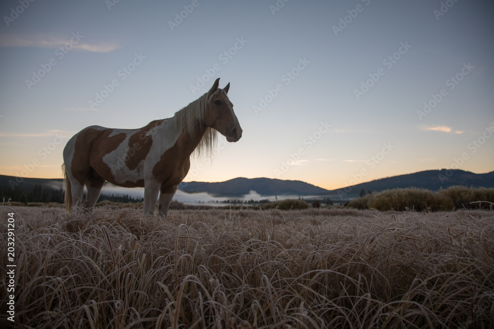 Horse in Field of Yellowstone Horse in Field of Yellowstone