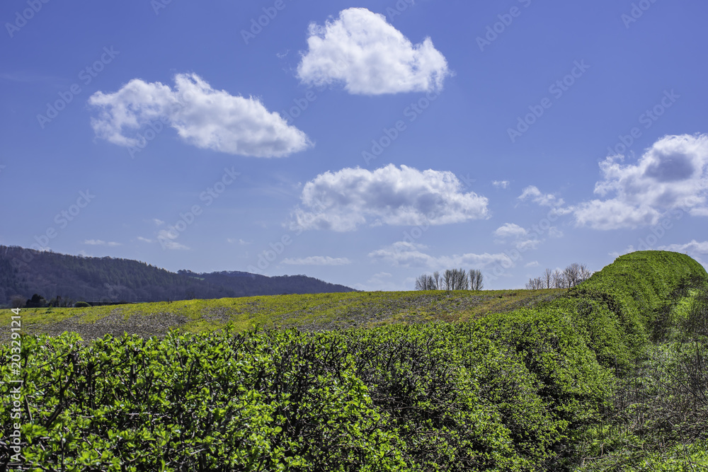 Green hedges in spring on british countryside.