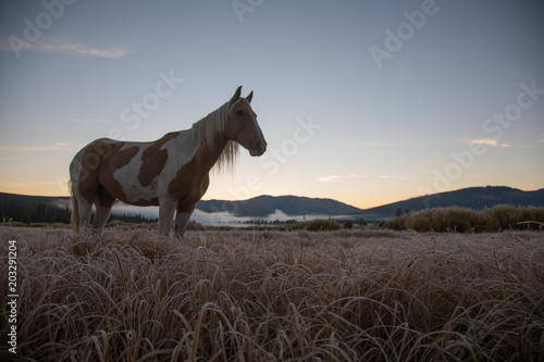 Horse in Field of Yellowstone © Ben