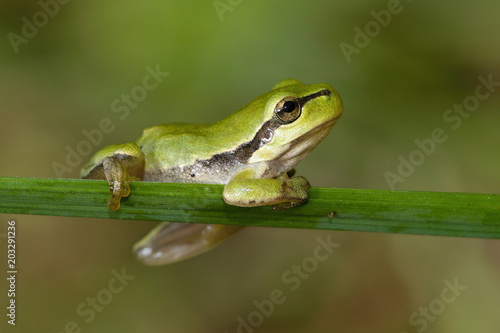 The European tree frog Hyla arborea is a small tree frog found in Europe, Asia and part of Africa. 