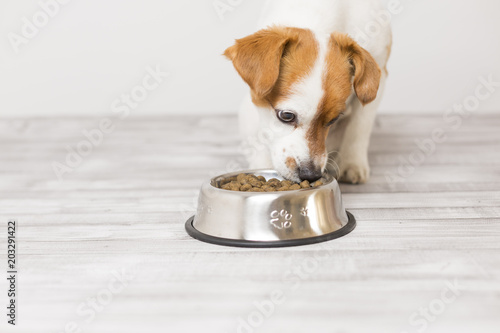 cute small dog sitting and eating his bowl of dog food. Pets indoors. food Concept
