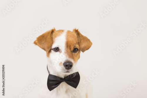 cute young small white dog wearing a black bowtie. Sitting on the floor and looking at the camera.Home and lifestyle, Pets indoors