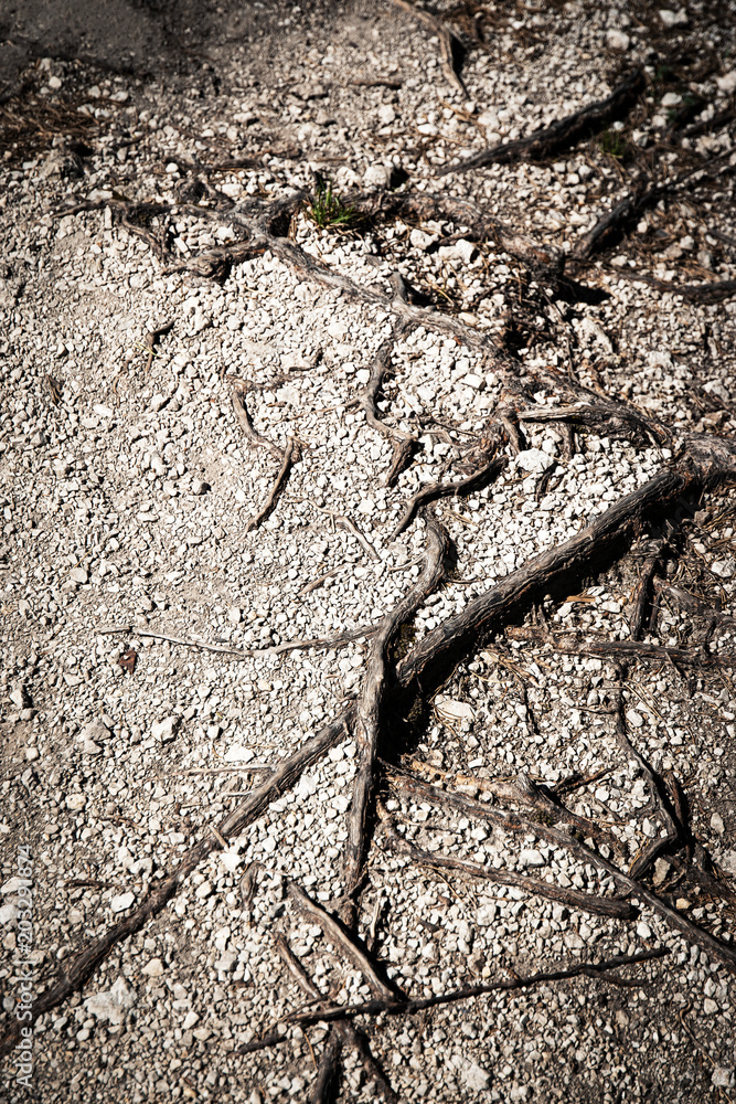 texture with root with plenty of pebbles texture with root with plenty of pebbles