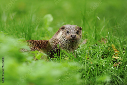 The Eurasian otter (Lutra lutra), also known as the European otter, Eurasian river otter, common otter, and Old World otter, is a semiaquatic mammal. Hunter. Fish hunter. 