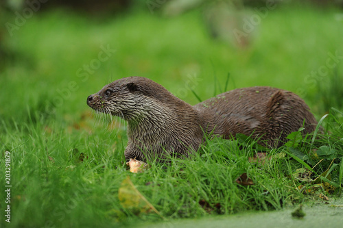 The Eurasian otter (Lutra lutra), also known as the European otter, Eurasian river otter, common otter, and Old World otter, is a semiaquatic mammal. Hunter. Fish hunter. 