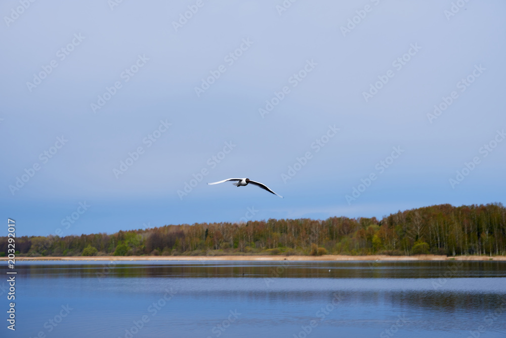 The seagull flies over the lake
