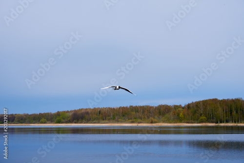 The seagull flies over the lake
