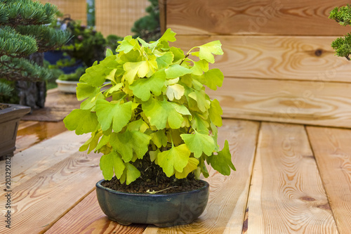 Bonsai tree  - Ginkgo