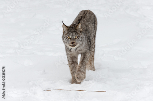 Canadian Lynx (Lynx canadensis) Walks Forward Towards Stick